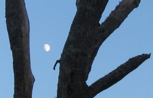 Moon in crook of dead tree, Waskosim's Rock Reservation