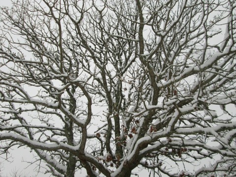 20170106-snowy-tree