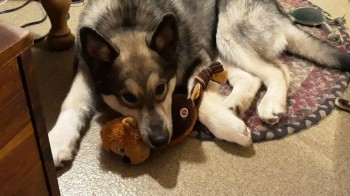 dog and toy